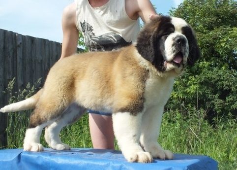 Saint Bernard puppies for sale