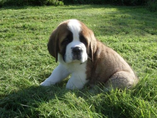 St Bernard Pups For Saletext us at #(***) ***-***0