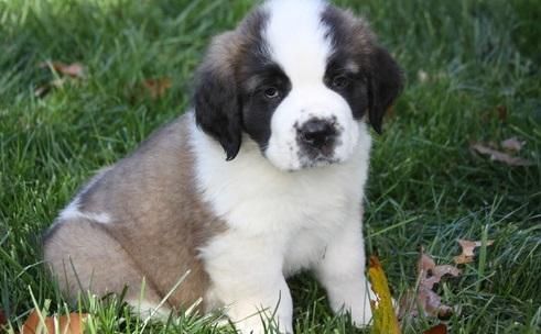 Gorgeous Female Saint Bernard Puppies Ready Now