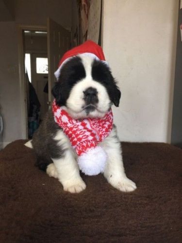 Kc Reg St Bernard Puppies