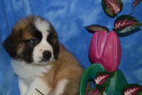 daisy st bernard