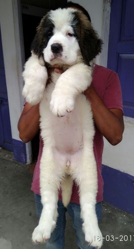 Beautiful quality St Bernard puppy Ready