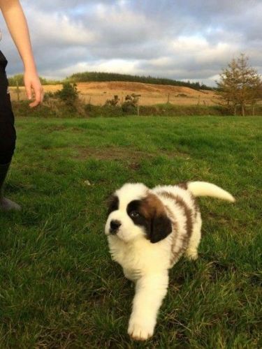 stunning male saint bernard pup