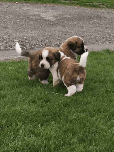 Fantastic Litter Of Saint Bernard Puppy's A.K.c Reg