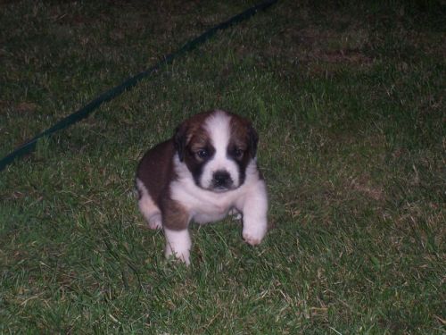 Saint Bernard Puppies