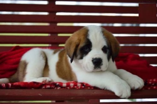 sweet natured saint bernard puppies available