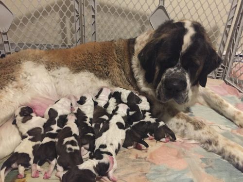 St. Bernard puppies for sale