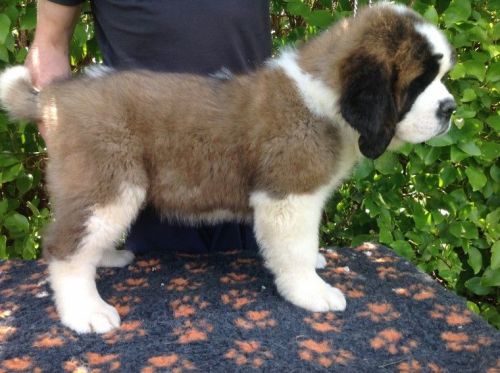 Quality St Bernard Puppies