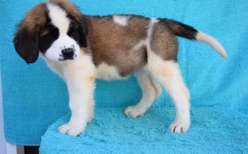 Healthy Home raised Saint Bernard Puppies Ready