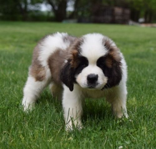 Lovely Saint Bernard Puppies Ready