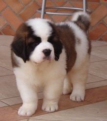 St Bernard Puppies