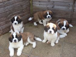 Beautiful Saint Bernard Puppies