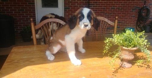 Male and female Saint Bernard puppies