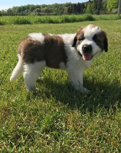 Lovely Saint Bernard puppies!!!