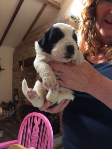 Outstanding St Bernard Pups