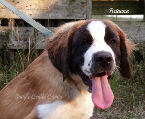 AKC Saint Bernard Puppy-Brianna
