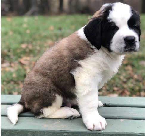Saint Bernard puppies make wonderful family pets