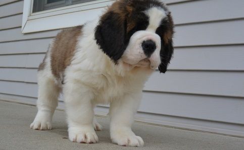 Purebred AKC Saint Bernard Puppies
