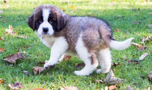 Adorable AKC Saint Bernard Puppies