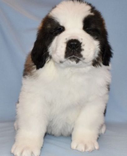 Health Guarantee Saint Bernard Puppies