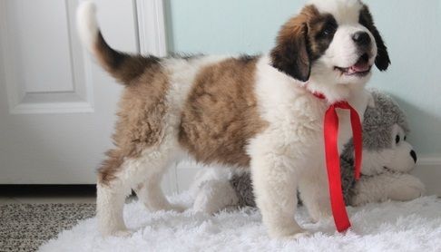 Akc registered Saint Bernard puppies