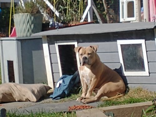 Pitbull short/stocky