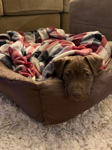 Milo is the sweetest dog ever!