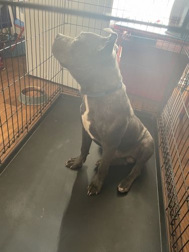 Needing to sale my puppy