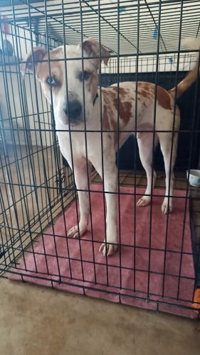 Vortex Male American Staffie Rescue