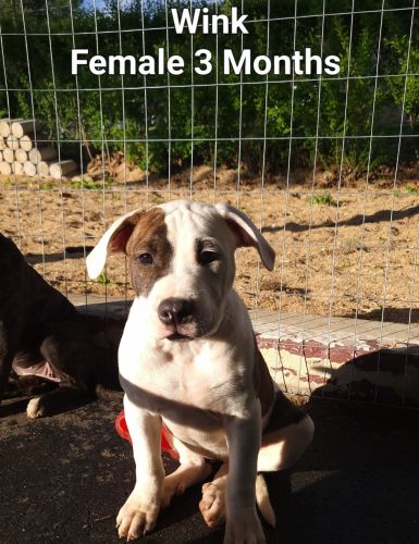 Pitbull Puppies For Sale