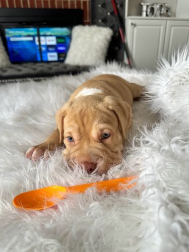 4 Pups for Sale Price Negotiable- Staffy Mix SharPei