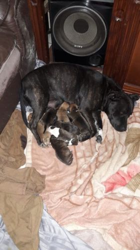 Staffordshire Bull Terrier Puppies for sale in Empangeni, South Africa. price: 1,900 ZAR