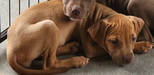 Staffordshire Bull Terrier Puppies for sale in Beenleigh QLD 4207, Australia. price: $100