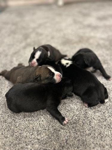 Staffordshire Bull Terrier