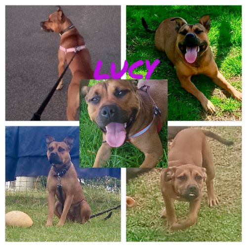 Staffordshire Bull Terrier Puppies for sale in Junee NSW 2663, Australia. price: $400