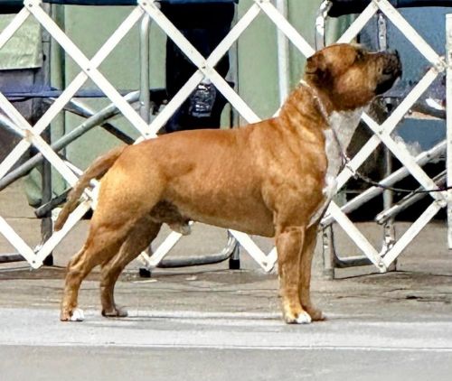 AKC Champion Bloodline Staffordshire Bull Terrier Puppies