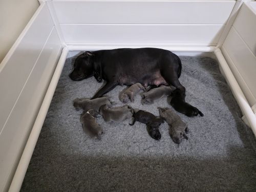 Staffy puppies
