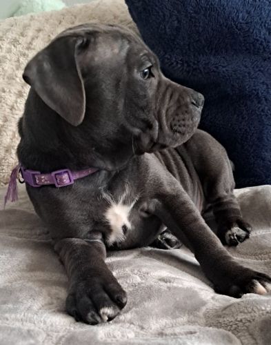 Blue staffordshire bull terrier Puppies