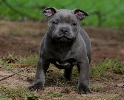 Beautiful Staffordshire Bull Terrier