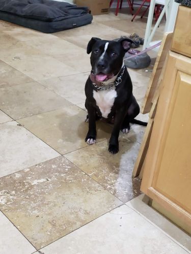 Female Staffordshire