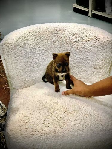 Brindle Pitbull Puppy