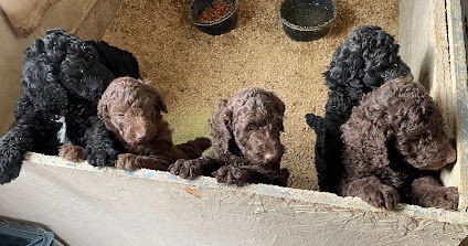 ADORABLE Standard Poodles