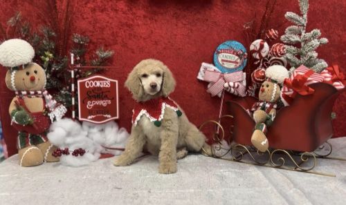 Small Standard AKC brown, black, cream puppies!