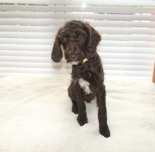 Charlie - Standard AKC Poodle Puppy