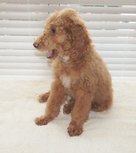 Pookie - Standard AKC Poodle Puppy