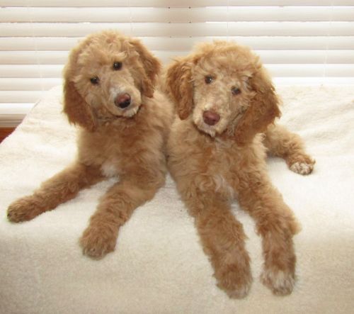 Maisie - Standard Apricot AKC Poodle Puppy