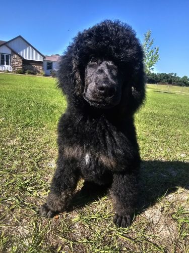 AKC Standard Poodle Puppy