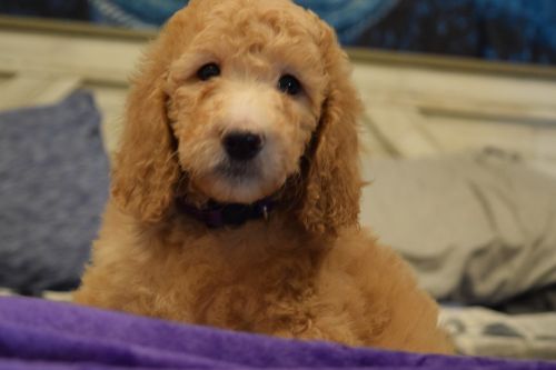 AKC Standard Apricot & Cream Poodles