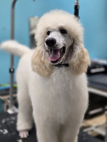 AKC STANDARD POODLES