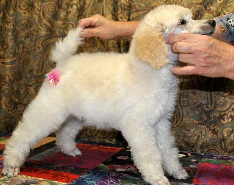 Standard Poodle Puppies for sale in Boston, MA 02109, USA. price: $500